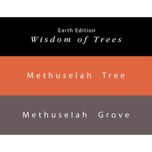 Colorverse Ink | Methuselah Tree | Light Brown | Earth Edition | 65ml & 15ml Set - penpencilink